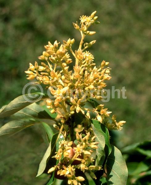 Green blooms; Evergreen; Broadleaf