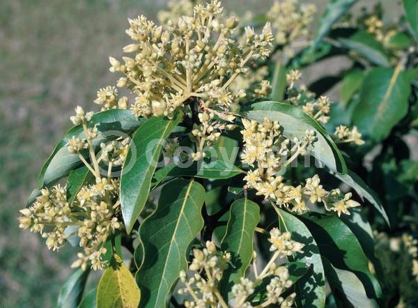 Green blooms; Evergreen; Broadleaf