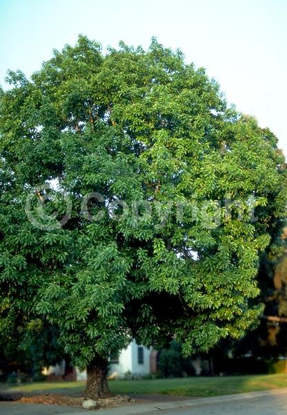 Green blooms; Evergreen; Broadleaf