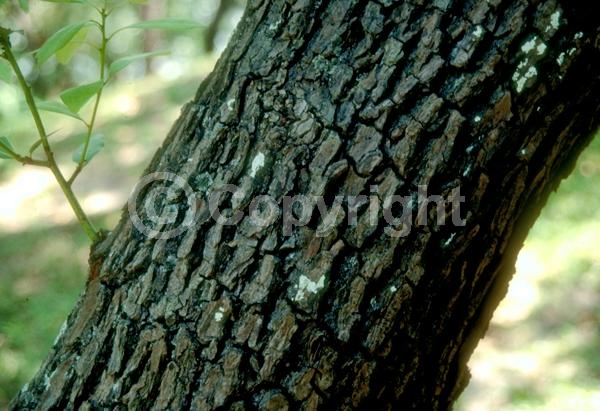 White blooms; Green blooms; Evergreen; Broadleaf; North American Native