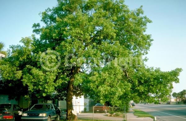 White blooms; Green blooms; Evergreen; Broadleaf; North American Native