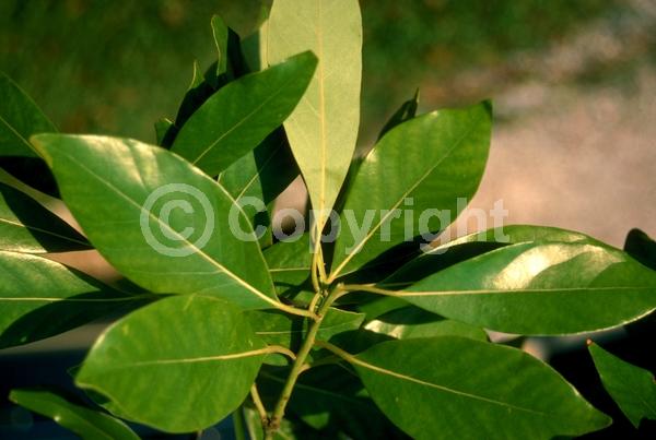 White blooms; Green blooms; Evergreen; Broadleaf; North American Native