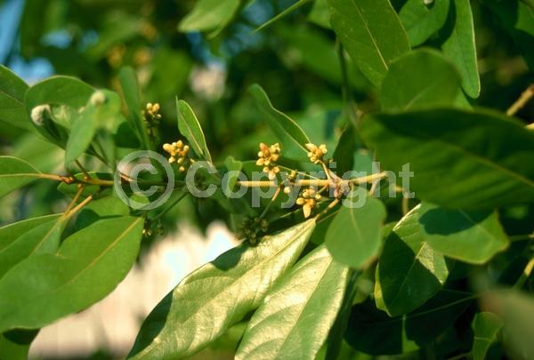 White blooms; Green blooms; Evergreen; Broadleaf; North American Native