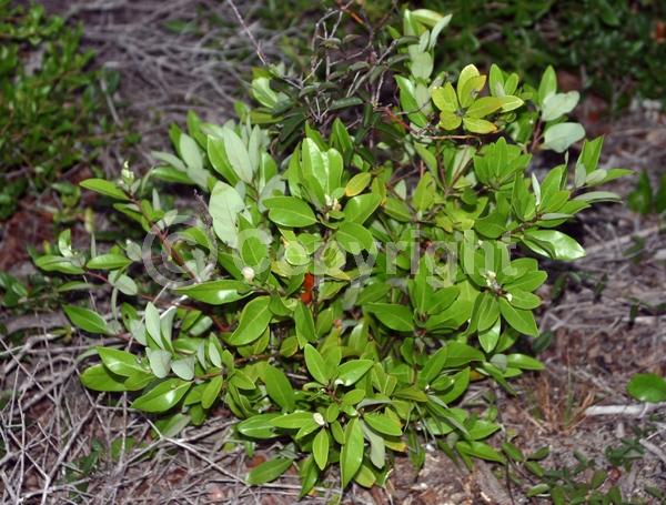 White blooms; Green blooms; Evergreen; Broadleaf; North American Native