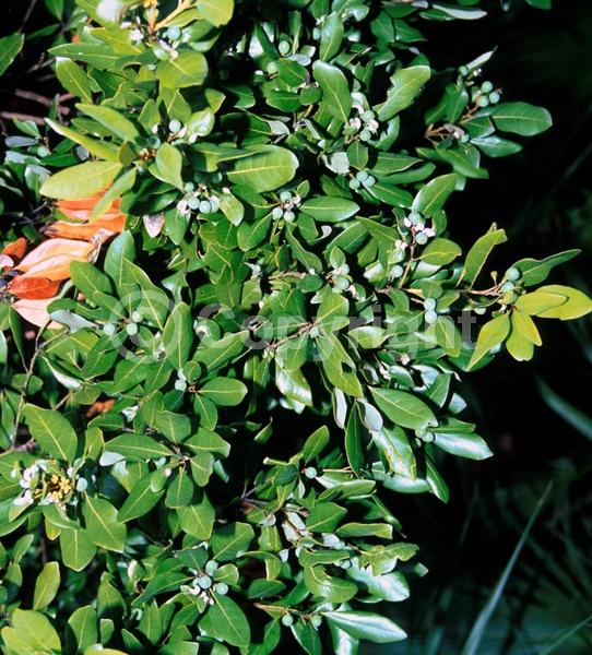 White blooms; Green blooms; Evergreen; Broadleaf; North American Native