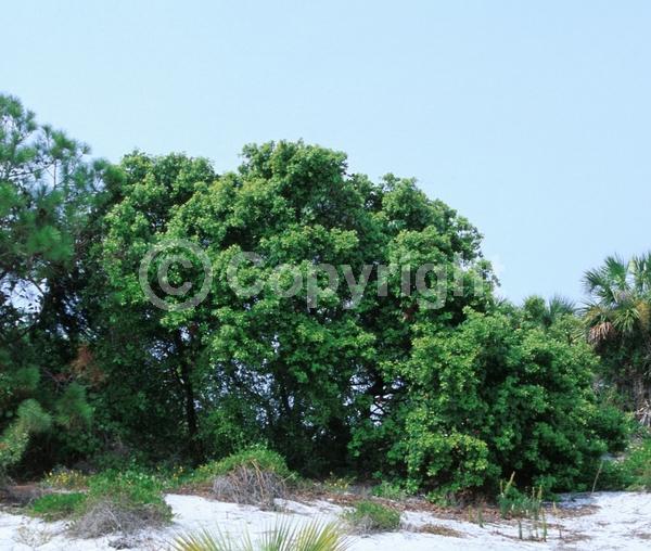 White blooms; Green blooms; Evergreen; Broadleaf; North American Native