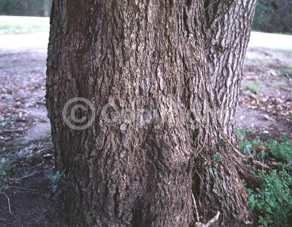 White blooms; Green blooms; Evergreen; Broadleaf; North American Native
