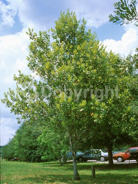 White blooms; Green blooms; Evergreen; Broadleaf; North American Native