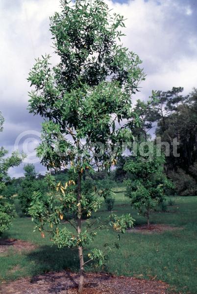 White blooms; Green blooms; Evergreen; Broadleaf; North American Native