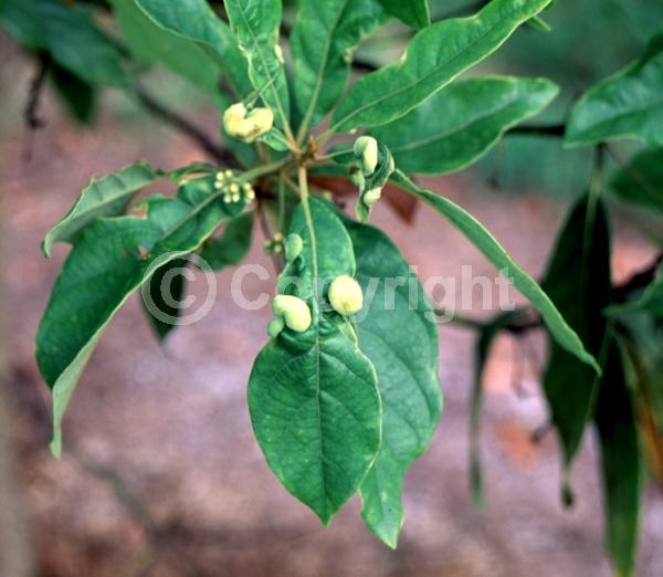 White blooms; Green blooms; Evergreen; Broadleaf; North American Native