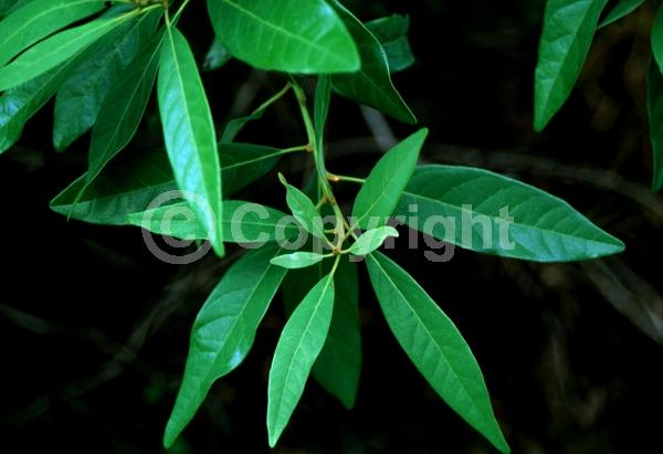 White blooms; Green blooms; Evergreen; Broadleaf; North American Native
