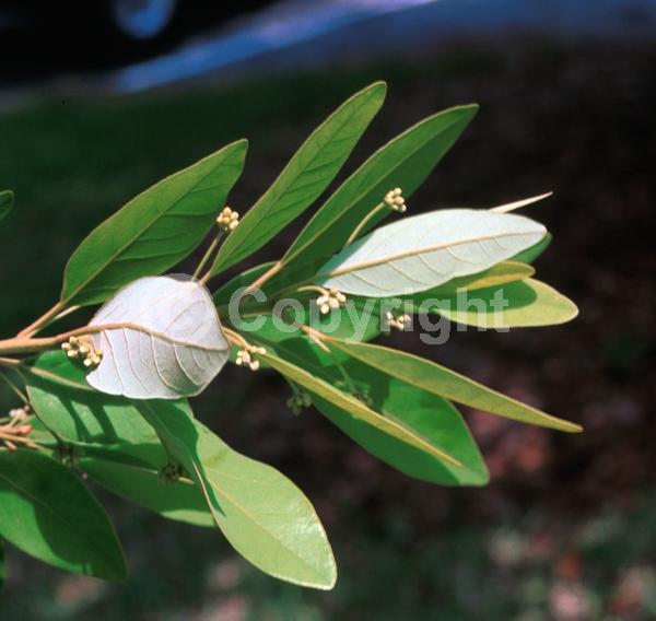 White blooms; Green blooms; Evergreen; Broadleaf; North American Native