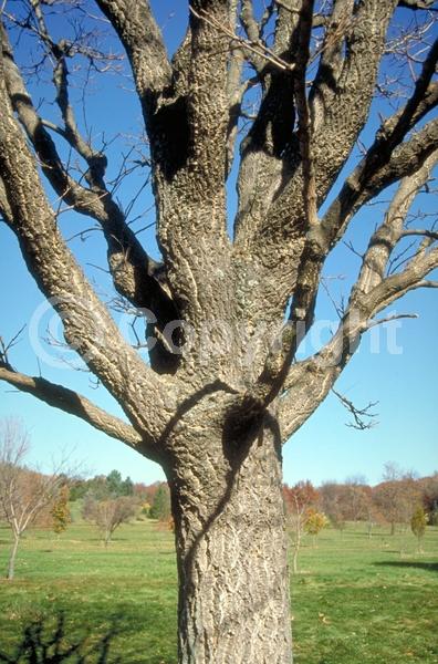 White blooms; Green blooms; Deciduous; Broadleaf