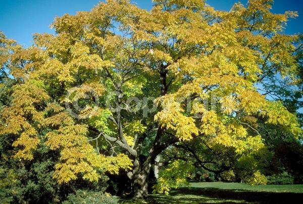 White blooms; Green blooms; Deciduous; Broadleaf