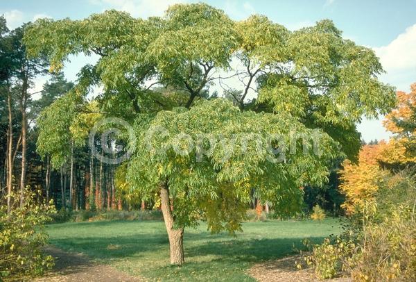 White blooms; Green blooms; Deciduous; Broadleaf