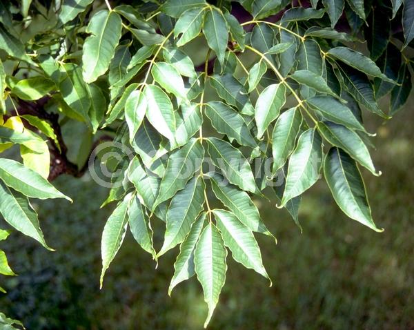 White blooms; Green blooms; Deciduous; Broadleaf