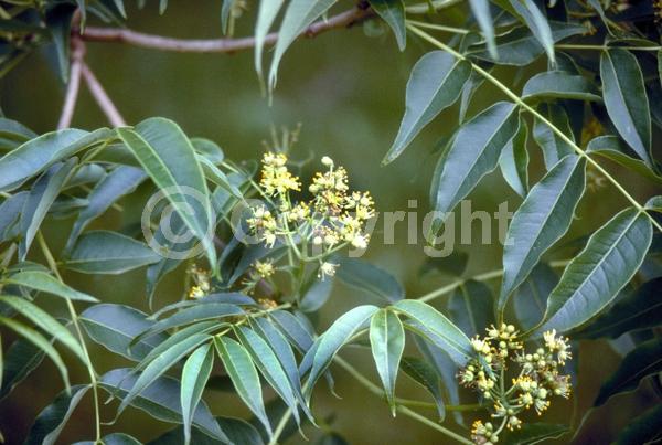 White blooms; Green blooms; Deciduous; Broadleaf