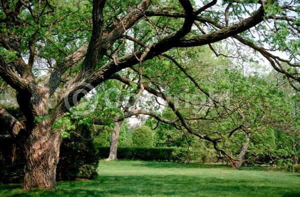 White blooms; Green blooms; Deciduous; Broadleaf