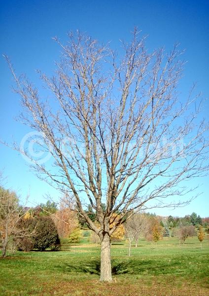 White blooms; Green blooms; Deciduous; Broadleaf