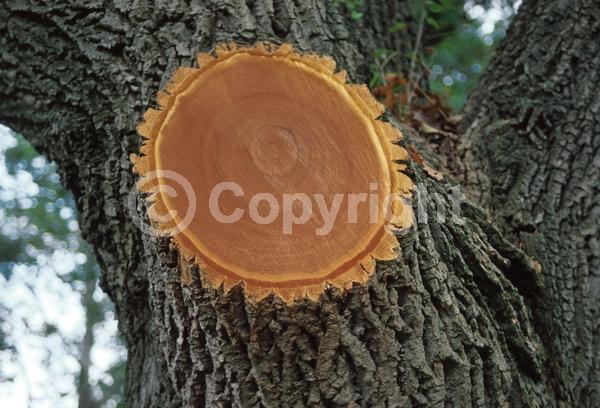White blooms; Green blooms; Deciduous; Broadleaf