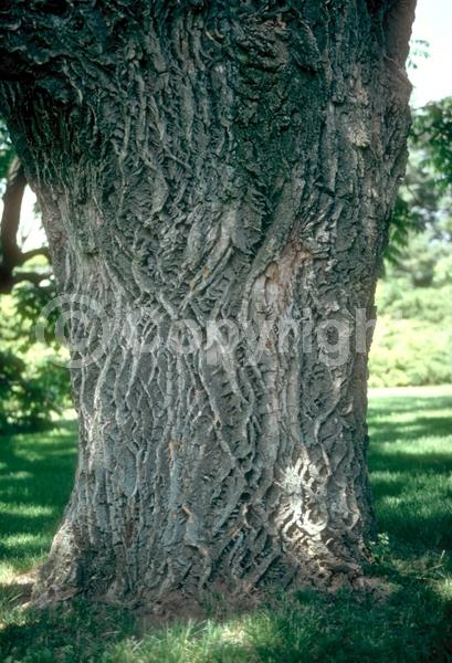 White blooms; Green blooms; Deciduous; Broadleaf