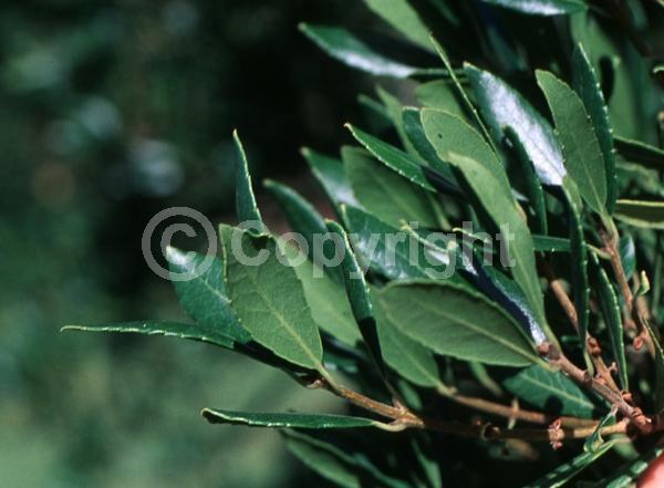 White blooms; Evergreen