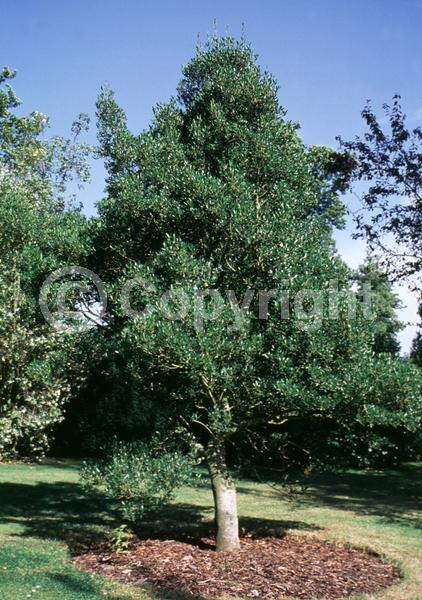White blooms; Evergreen