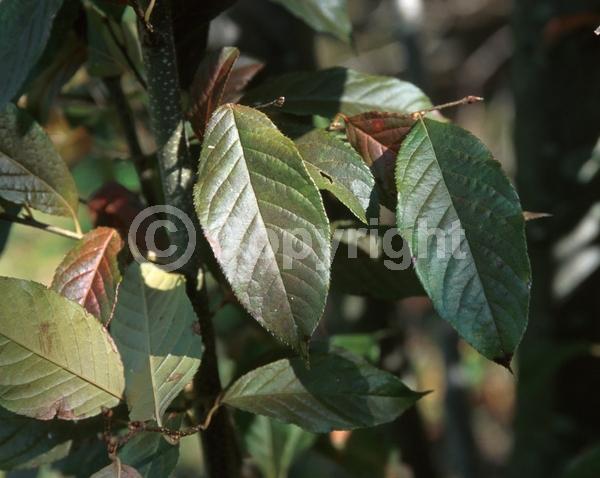 White blooms; Evergreen