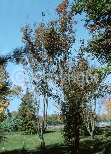 White blooms; Evergreen