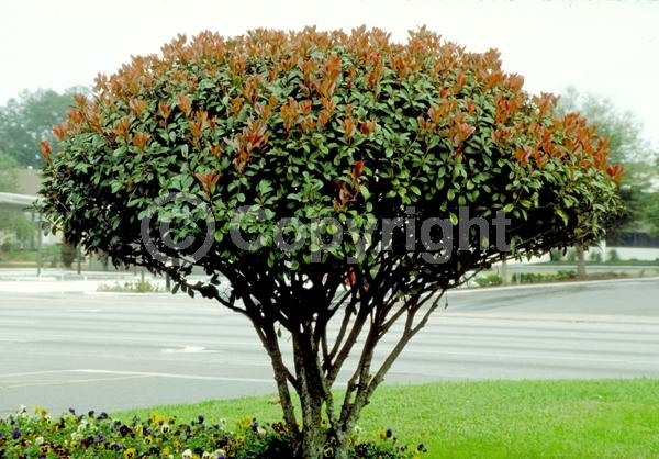 White blooms; Evergreen