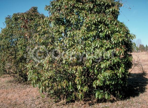 White blooms; Evergreen