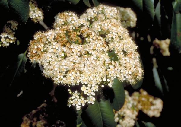 White blooms; Evergreen