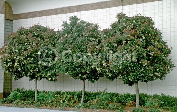 White blooms; Evergreen