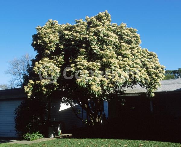 White blooms; Evergreen