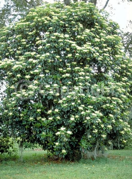 White blooms; Evergreen
