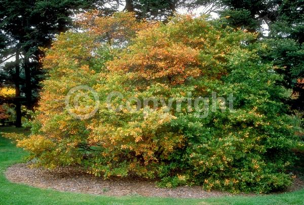 White blooms; Deciduous; Broadleaf