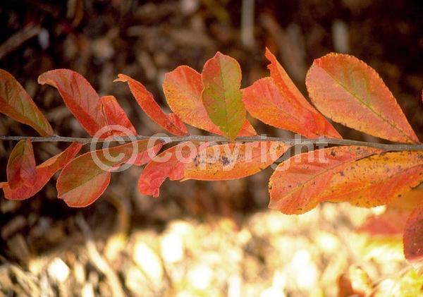 White blooms; Deciduous; Broadleaf