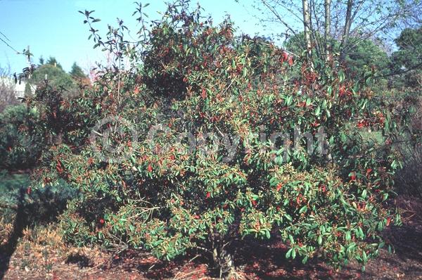 White blooms; Evergreen