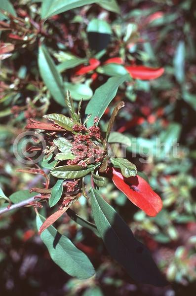 White blooms; Evergreen