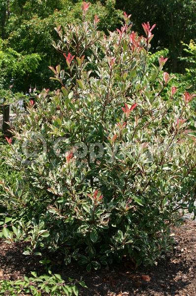 White blooms; Evergreen; Broadleaf