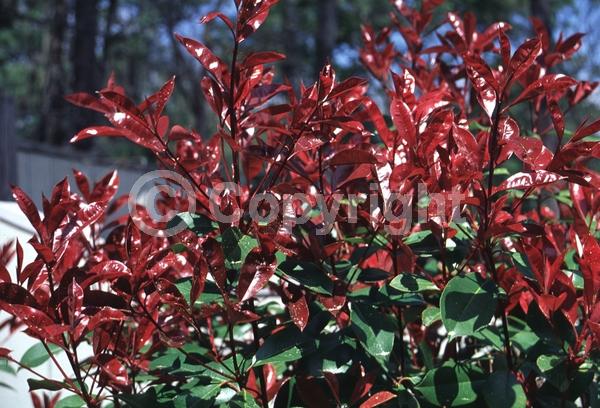 White blooms; Evergreen