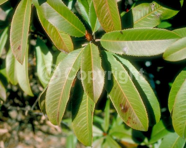 White blooms; Evergreen