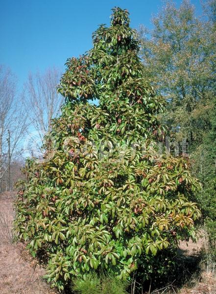 White blooms; Evergreen