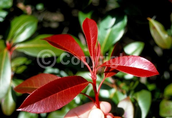 White blooms; Evergreen