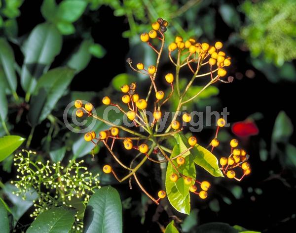White blooms; Evergreen