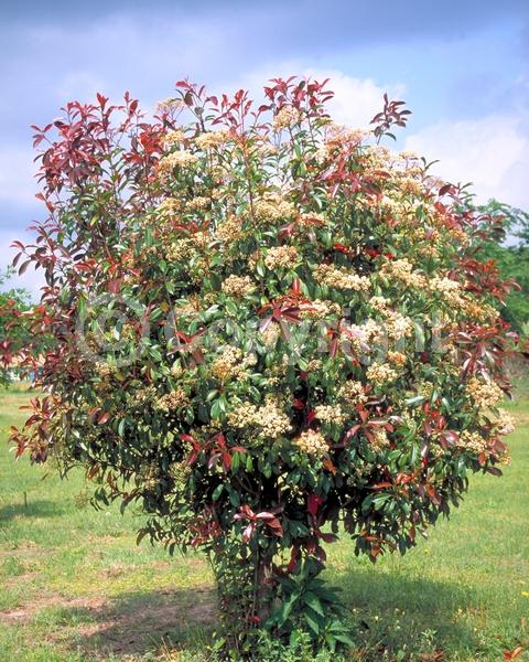 White blooms; Evergreen