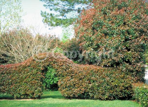 White blooms; Evergreen