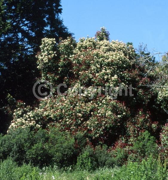 White blooms; Evergreen