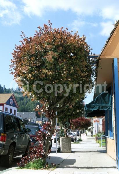 White blooms; Evergreen