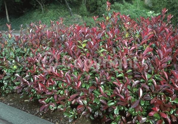 White blooms; Evergreen